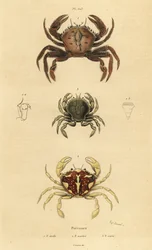 Caranguejo veludo, Necora puber 1, caranguejo marmoreado, Liocarcinus marmoreus 2, e Pennant