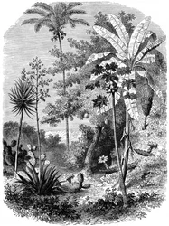 Vista do cano principal espanhol, Guatemala, 1877