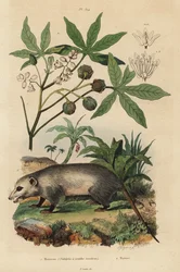 Virginia opossum, Didelphis virginiana 1, e mandioca ou yuca, Manihot esculenta 2