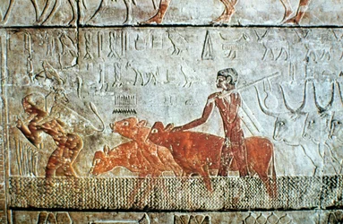 Passear gado através de um canal, relevo de parede, Saqqara, Egito