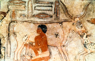 Pintura de parede do túmulo de Methethi, Saqqara, Egito Antigo, Reino Antigo, c2371-2350 aC