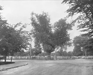 Washington Elm, Cambridge, Massachusetts, EUA, c1900.