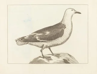 Aves aquáticas, início do século XIX.