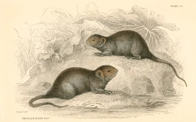 Ratazana da água Arvicola terrestris, também conhecida como rato da água negra, 1828
