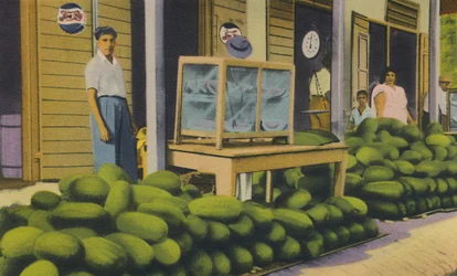 Melancias à venda, Trinidad, BWI, c1940s.