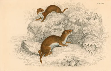 Doninha Putorius nivalisMustela vulgaris, o menor carnívoro europeu, 1828