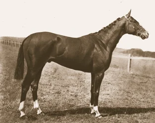 Galo de cata-vento, 1911
