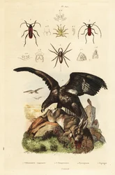 Águia-rabalva, Haliaeetus albicilla 5, e presa, aranha-de-água, Argyroneta aquatica 1, escaravelhos Purpuricenus 2