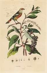 Cortador de plantas de ponta branca, Phytotoma rutile Phytolacca americana, American pokeweed