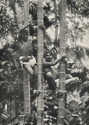 Como os ceiloneses escalam os coqueiros, 1926