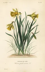 Narciso selvagem ou lírio da Quaresma, Narciso pseudonarciso, Narciso pseudo-narciso, Narcisse des pres