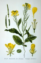 Mostarda selvagem, 1893
