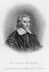 William Harvey 1578-1657 Médico inglês, século c17