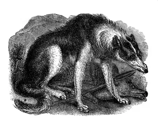 Cão lobo, 1848