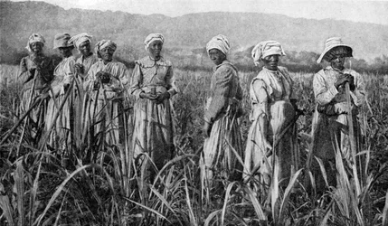 Mulheres cuidando de jovens canaviais na Jamaica, 1922