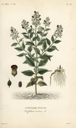 Scrophularia nodosa, Scrofulaire noueuse, Scrofulaire noueuse, Scrophularia nodosa
