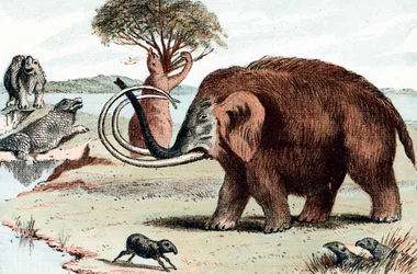Mamute gigante, 1892