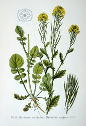 Foguete amarelo, 1893