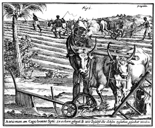 Bois de junção e campos de lavra, África do Sul, século 1831