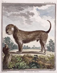 Cross Breed Dog (impressão colorida)