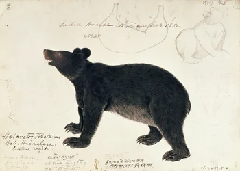 Desenho de um urso-negro-asiático, Ursus thibetanus, da região central dos Himalaias