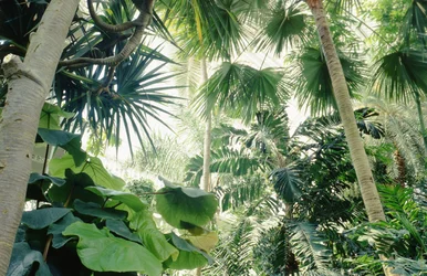 Vista interior, de, casa palma