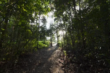 Caminho na selva junto a Camp Leakey, Parque Nacional de Tanjung Puting, Calimantã Central, Bornéu, Indonésia