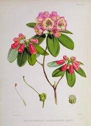Rhododendron: Candelabro, de `Os rododendros de Sikkim-Himalaya por JD Hooker, 1849-51