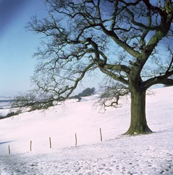 Paisagem de inverno, Hockley Downs, Essex