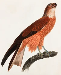 Uma ilustração a cores de uma ave castanha