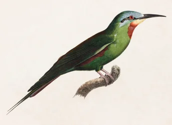 Uma ilustração a cores de uma ave verde