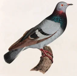 Uma ilustração a cores de um pombo
