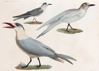 Uma série de ilustrações coloridas de aves em página inteira