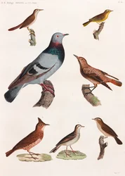 Uma série de ilustrações coloridas de aves em página inteira
