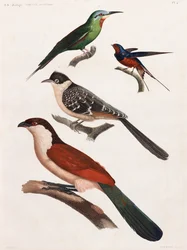 Uma série de ilustrações coloridas de aves em página inteira