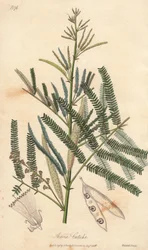 Acacia a cachou ou cachoutier (Acacia catechu) - Água de William Clarke para ilustrar a obra "Medical Botanical, Description of the Medicinal Plants of London, Edinburgh and Dublin" de John Stephenson e James Morss Churchill, publicada em Londres por John 