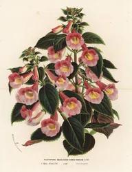 Achimenantha x naegelioides, cultivar rosa e ouro. Plectopoma naegelioides aureo-roseum. Litografia colorida à mão da obra de Louis van Houtte e Charles Lemaire, Flowers of the Gardens and Hothouses of Europe, Flore des Serres et des Jardins de l