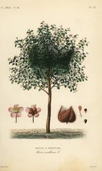 Achiote ou batoneira, Bixa orellana, Rocou a teinture