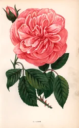 Rosa de Adam, variedade da rosa de chá criada por Monsieur Adam de Reims em 1838. Cromolitografia desenhada e litografada segundo a natureza por F. Grobon a partir da obra "Les Roses" de Hippolyte Jamain e Eugene Forney, Paris, J. Rothschild