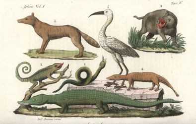 Animais africanos, incluindo hipopótamo, camaleão, crocodilo, cobra, etc. Gravura a água-forte colorida à mão de Giulio Ferrario (Il Costume Antico e Moderno di Tutti i Popoli)