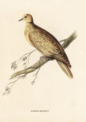 Pomba-coleira-africana (anelada), Streptopelia roseogrisea risoria (Turtur risorius). Gravura em metal aço colorida à mão, segundo Edward Lear, da Galeria de História Natural de Georg Friedrich Treitschke, Naturhistorischer Bildersaal des Thierreiches, Lie