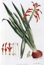Nenúfar africano (Mais a lys d