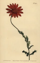 Daisy africana ou Clammy arctotis, Arctotis glutinosa