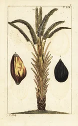 Palmeira africana com frutos, Elaeis guineensis.