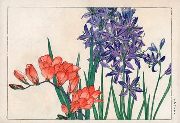 Agapanto ou lírio do Nilo (azul) e frésia. Lírio africano, Agapanthus africanus, e frésia, Freesia refracta. Gravura em xilogravura colorida à mão da obra "Seiyou Sokazufu" (Álbum pictórico de plantas e flores ocidentais: primavera) de Konan Tanigami, Unso