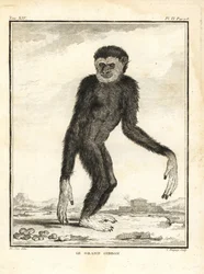 Gibão ágil, Hylobates agilis. Engolido. O gibão grande. Gravura em talhe-doce de C. Baquoy, segundo uma ilustração de Jacques de Seve da Histoire Naturelle de Georges-Louis Leclerc, Comte de Buffon, Imprimerie Royale, Paris