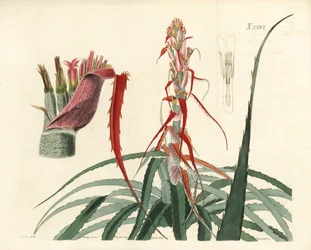 Aguava, Bromelia alsodes (Ananás de folha estreita, Bromelia sylvestris). Gravura em chapa de cobre colorida à mão por Weddell a partir de uma ilustração botânica de John Curtis da William Curtis