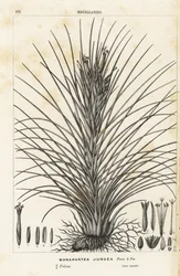 Planta de ar, Tillandsia juncea (Bonapartea juncea). Litografia colorida à mão da obra de Louis van Houtte e Charles Lemaire, Flowers of the Gardens and Hothouses of Europe, Flore des Serres et des Jardins de l