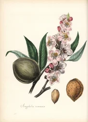 Amêndoa - Amêndoa comum, Prunus amygdalus (Amygdala communis), com flor, folha, fruto e semente (noz). Zincografia colorida à mão de Chabots, desenhada por Miss M. A. Burnett a partir da sua "Plantae Utiliores: or Illustrations of Useful Plants", Whittaker