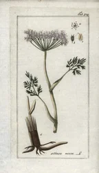 Cerefólio alpino ou funcho da montanha (Meum athamantium). Litografia de "Afbeelding der Artseny-Gewassen" de Johannes Zorn (1739-1799), Países Baixos